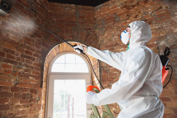 Best Emergency Mold Remediation  in North Pearsall, TX