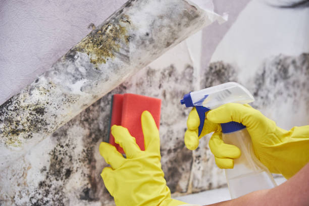 Best Mold Odor Removal Services  in North Pearsall, TX